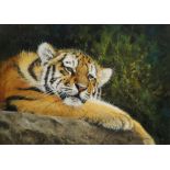 Pip McGarry, British b.1955- Tiger; oil on canvas, signed and dated 2015, 24.5x35.5cm, (may be