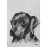 James Hollis, British b.1977- Portrait of a dog; charcoal on paper, 42x30cm Provenance: The studio