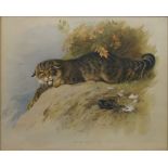 After Archibald Thorburn FZS, British 1860-1935- ''Squirrel'' and ''Wild Cat''; offset lithographs