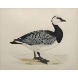 Benjamin Fawcett, British 1808-1893- "White-Fronted Goose",