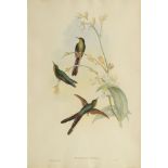 John Gould FRS, British 1804-1881, Henry Constantine Richter,