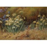 John Sowden, British 1838-1926- Snail and snowdrops; watercolour, signed and dated 1920, 18.