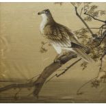 A Japanese picture of a Hawk, late 19th/early 20th century, depicted perching on a branch,