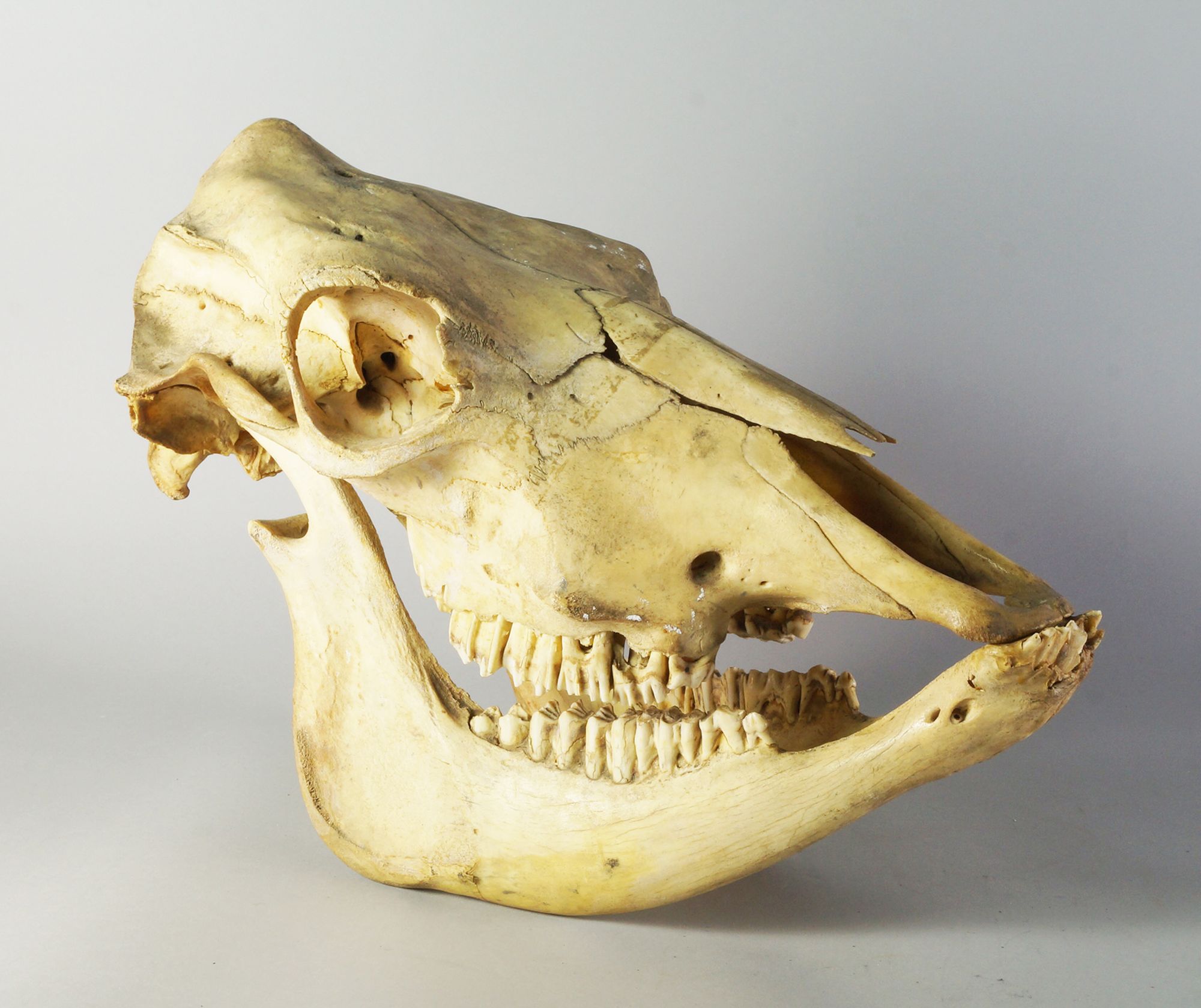 A large camel skull, camelus dromedaries, 45cm , 5the skull of a crab eating monkey, - Image 2 of 2