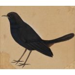 A blackbird, Company School, Delhi, 19th century, gouache on paper, shown standing with curved beak,