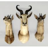 Three taxidermy specimen hunting trophies of Springbok heads with horns, 20th century,