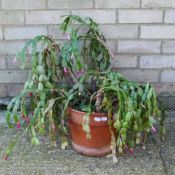 A large potted house plant