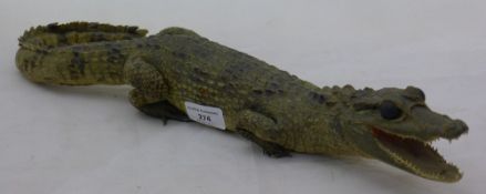 A stuffed caiman