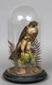 A Victorian taxidermy specimen of a Merlin (Falco columbarius) In a naturalistic setting under a