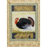 An Indo-Persian miniature painting of a turkey Within calligraphic text and further signed and