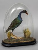 A Victorian taxidermy specimen of an American Purple Gallinule (Porphyrio martinicus) In a