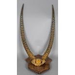 A taxidermy specimen of a preserved waterbuck's horns (kobus ellipsiprymnus) Mounted on a wooden