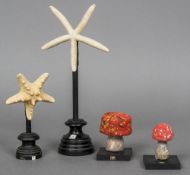 Four natural history specimens Including two star fish and two toadstools,