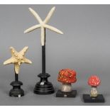 Four natural history specimens Including two star fish and two toadstools,