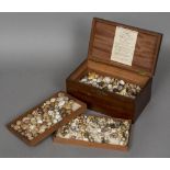 A snail shell collection Housed in a hinged mahogany collectors box,