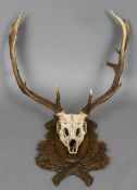 A taxidermy specimen of a preserved fallow deer buck's antlers (Dama dama) Mounted on a carved