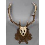 A taxidermy specimen of a preserved fallow deer buck's antlers (Dama dama) Mounted on a carved