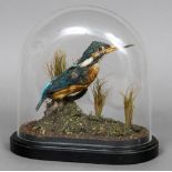 A Victorian taxidermy specimen of a Kingfisher (Alcedines) Set in a naturalistic setting under a