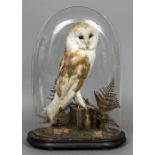 A modern taxidermy specimen of a Barn Owl (Tyto alba) In a naturalistic setting under a glazed dome;