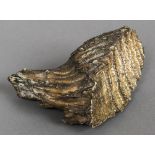 A small mammoths tooth Of natural form. 13 cm wide.