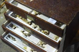 A collection of Victorian and later British moths,