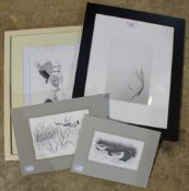 Four various ornithological prints