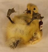 A taxidermy specimen of a duckling portrayed as a drunk