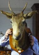 A taxidermy specimen of a red deer head