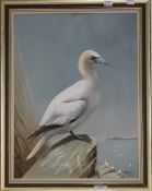 PETER WELCH, Guillemot,