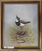 PETER WELCH, Lapwing,