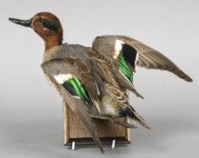 A taxidermy specimen of a Teal (Anas crecca) In flight, mounted on a wooden plaque. 25 cm high.