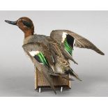A taxidermy specimen of a Teal (Anas crecca) In flight, mounted on a wooden plaque. 25 cm high.