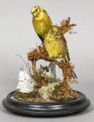 A taxidermy specimen of a pair of Yellow Hammers (Emberiza citrinella) In a naturalistic setting,