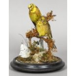 A taxidermy specimen of a pair of Yellow Hammers (Emberiza citrinella) In a naturalistic setting,