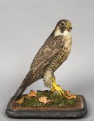 A 19th century taxidermy specimen of a Peregrine Falcon (Falco peregrinus) In a naturalistic