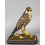 A 19th century taxidermy specimen of a Peregrine Falcon (Falco peregrinus) In a naturalistic