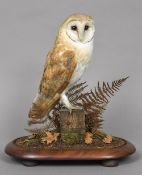 A modern taxidermy specimen of a Barn Owl (Tyto alba) In a naturalistic setting under a glazed dome;