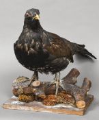 A taxidermy specimen of a Capercaillie (Tetrao urogallus) In a naturalistic setting. 44 cm high.