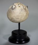 A puffer fish specimen Mounted on an ebonised display plinth. 24 cm high overall.