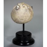 A puffer fish specimen Mounted on an ebonised display plinth. 24 cm high overall.