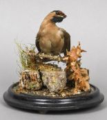 A taxidermy specimen of a Waxwing (Bombycilla garralus) In a naturalistic setting,