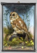 An early 20th century taxidermy specimen of a Tawny Owl (Strix aluco) In a naturalistic setting,