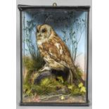 An early 20th century taxidermy specimen of a Tawny Owl (Strix aluco) In a naturalistic setting,