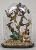 A collection of 19th century taxidermy specimens of exotic birds Including: Humming birds in a