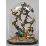 A collection of 19th century taxidermy specimens of exotic birds Including: Humming birds in a