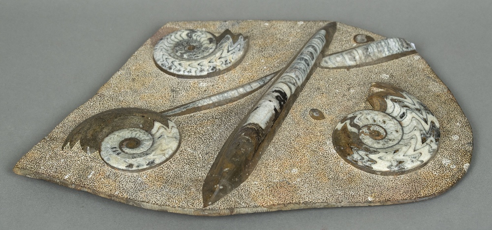 A polished hardstone fossil group Comprising: ammonites and orthoceras. 58 cm wide.