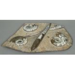 A polished hardstone fossil group Comprising: ammonites and orthoceras. 58 cm wide.