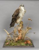 A modern taxidermy specimen of a long-legged Buzzard (Buteo rufinus) In naturalistic setting;