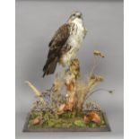 A modern taxidermy specimen of a long-legged Buzzard (Buteo rufinus) In naturalistic setting;