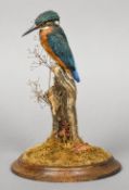 A taxidermy specimen of a Kingfisher (Alcedo atthis) In a naturalistic setting. 26 cm high.